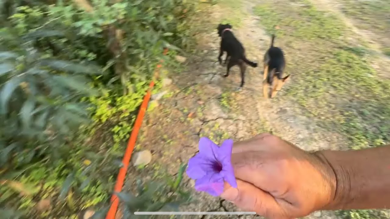 Cómo sembrar Petunia o Ruelia  y atraer a los polarizadores 