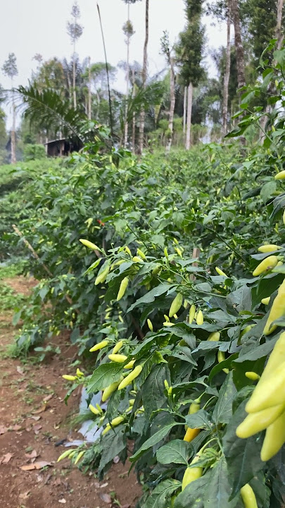 Berkebun Cabe Rawit #berkebundidesa #caberawit #berkebundidesa #berkebun