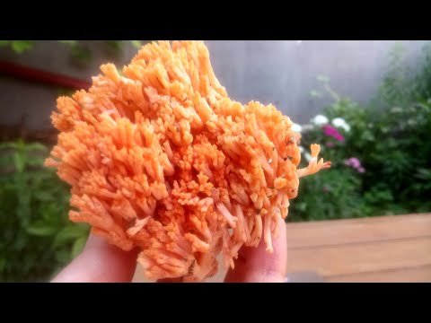Необычные грибы Оленьи рожки , Hirschhörner Pilze , Funghi di corna di cervo