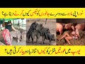 Most Amazing And Interesting Facts Of Pig In Urdu and Hindi
