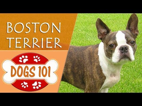 Video: Boston Terrier Hvalpe: Søde Billeder Og Fakta