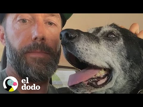 Video: Adoptar un perro más viejo