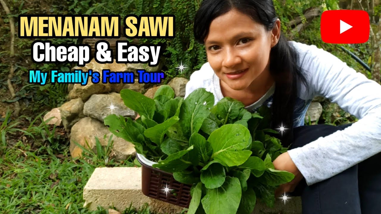 CARA MENANAM SAWI | Cheap & Easy | My Family's Farm Tour #gardening #