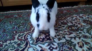 Tavşan sesi 2