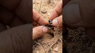 Micro Camera Enters a Massive Underground Wasp Colony