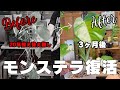 《経過速報》一般家庭VSプロの温室【モンステラ】20年育てた貧弱な株を3ヶ月で復活させた