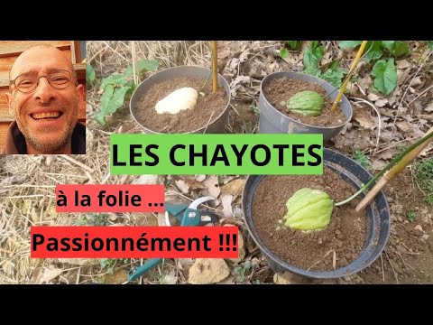 Vidéo: Pas de fleurs sur la chayotte - Raisons pour lesquelles une chayote ne fleurira pas