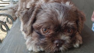 paano pabaitin ang makukulit #cutedog #shihtzu #funnydogs #foyou