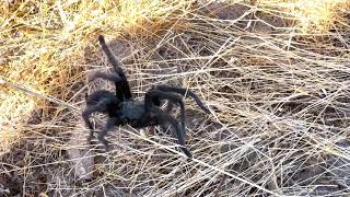 California Ebony Tarantula on Montebello Oaks Trail, Montebello Oaks Open Space, Paso Robles, CA