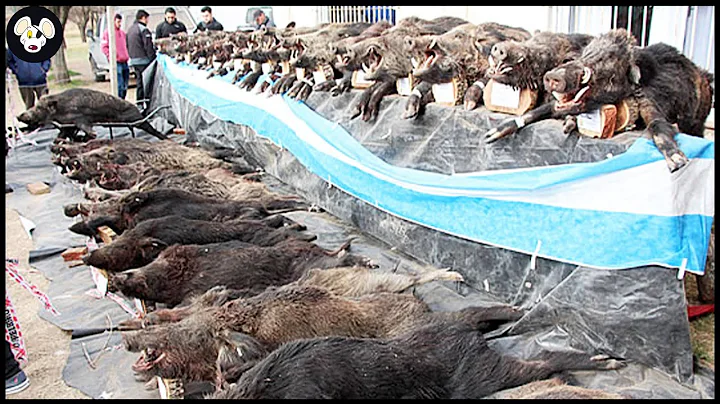 How Are American Farmers Trying To Control The Problem Of Feral Pigs Destroying Farms And Crops?