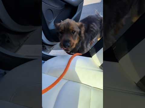 Stray Dog Meets Woman And Immediately Climbs Into Her Car | The Dodo