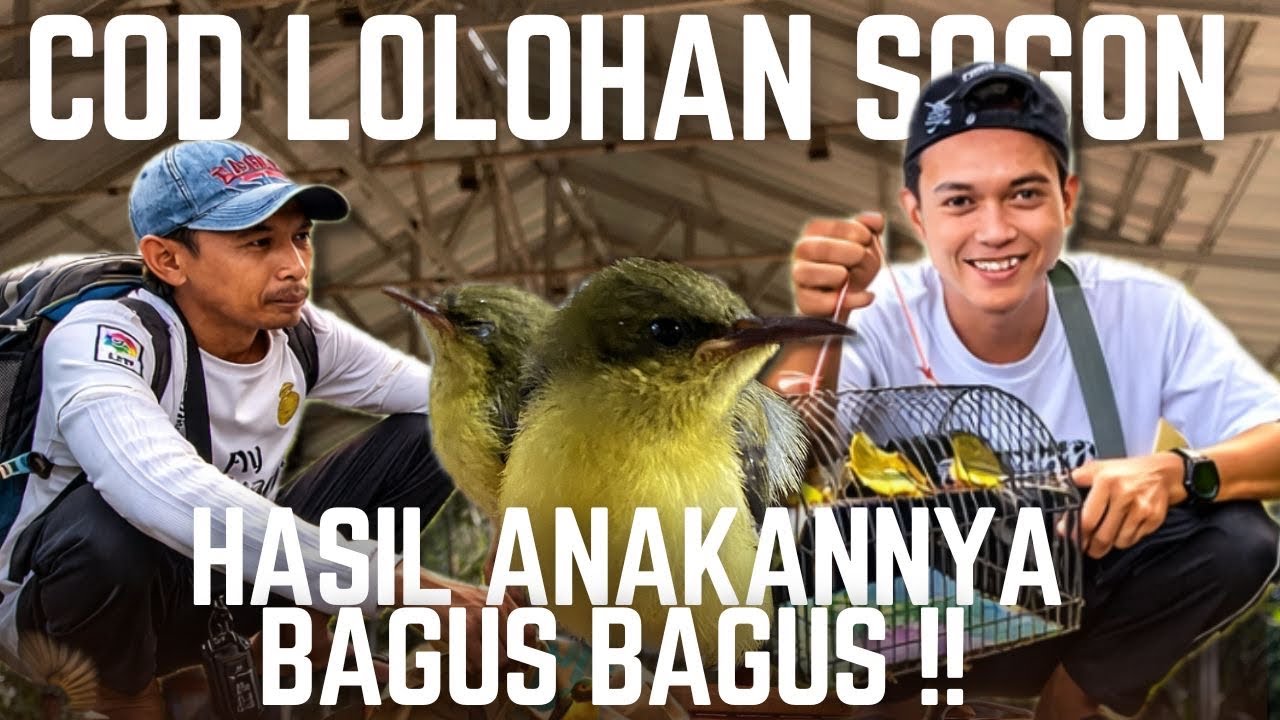 LOLOHAN SOGON TERBAIK DARI HUTAN INI !! KEBANYAKAN DI FULLMETNYA PADA JADI JAWARA.