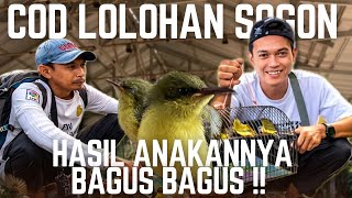 LOLOHAN SOGON TERBAIK DARI HUTAN INI !! KEBANYAKAN DI FULLMETNYA PADA JADI JAWARA.