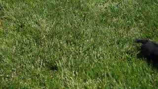 Miniature Dachshund Puppies For Sale