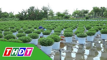 Nông dân Sa Đéc chuẩn bị hơn 52.000 chậu cúc mâm xôi cho Festival và Tết 2026 | THDT