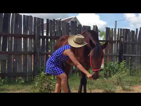 Video: Guoxia Horse ցեղատեսակի հիպոալերգենային, առողջության և կյանքի տևողություն