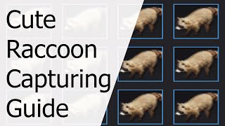 BDO Cute Raccoon Capturing Guide + Terrmian Waterpark Tips
