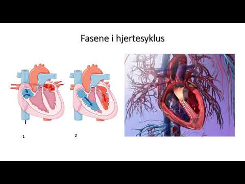 Sirkulasjonssystemet: Fasene i hjertesyklus