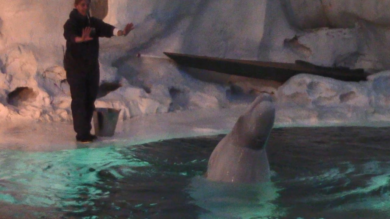 Beluga Training Session at SeaWorld Orlando Wild Arctic (1/28/17)