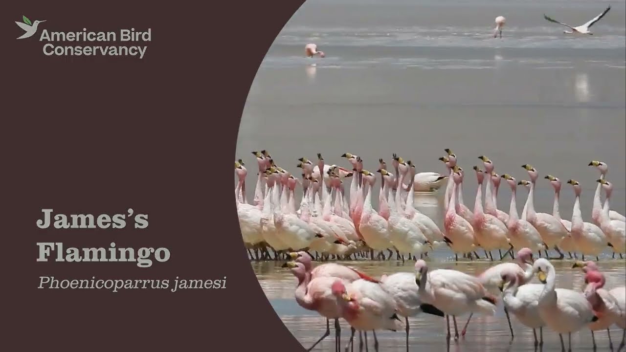 James's Flamingo: High-Flying Filter-Feeder - YouTube
