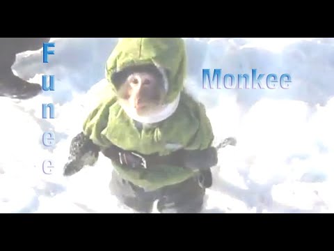 Video: Mis on Monki sünonüüm?