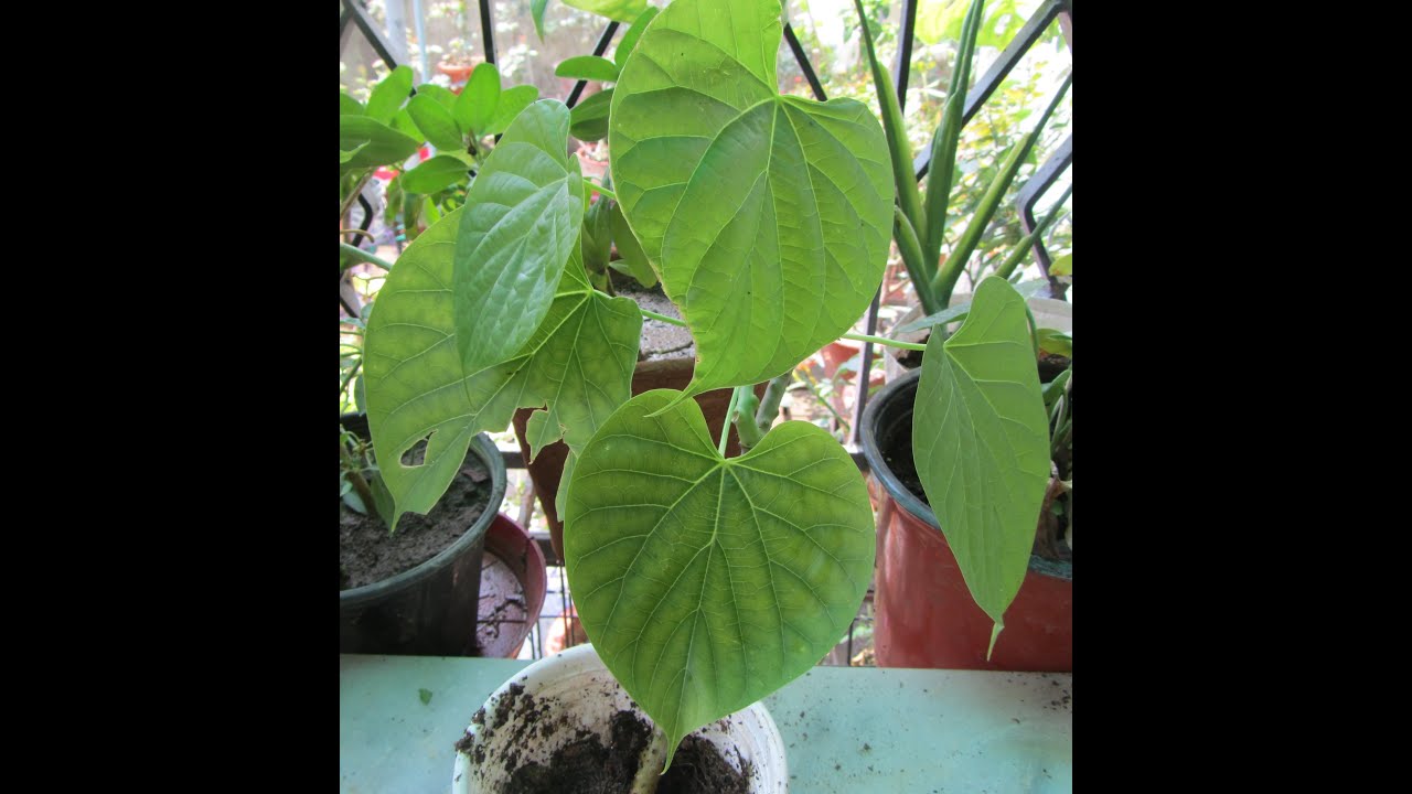 Grow Giloy From Cutting, Padma Gulancha, Giloy Care, Easy Way To Grow