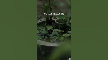 والله أنبتكم من الأرض نباتا، تلاوات، قرآن