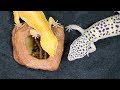 Gecko Leopardo Cuidados y Mantenimiento