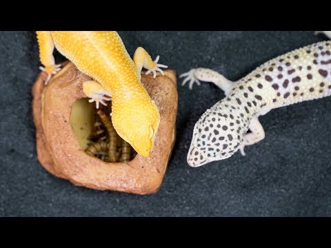 Gecko Leopardo Cuidados y Mantenimiento