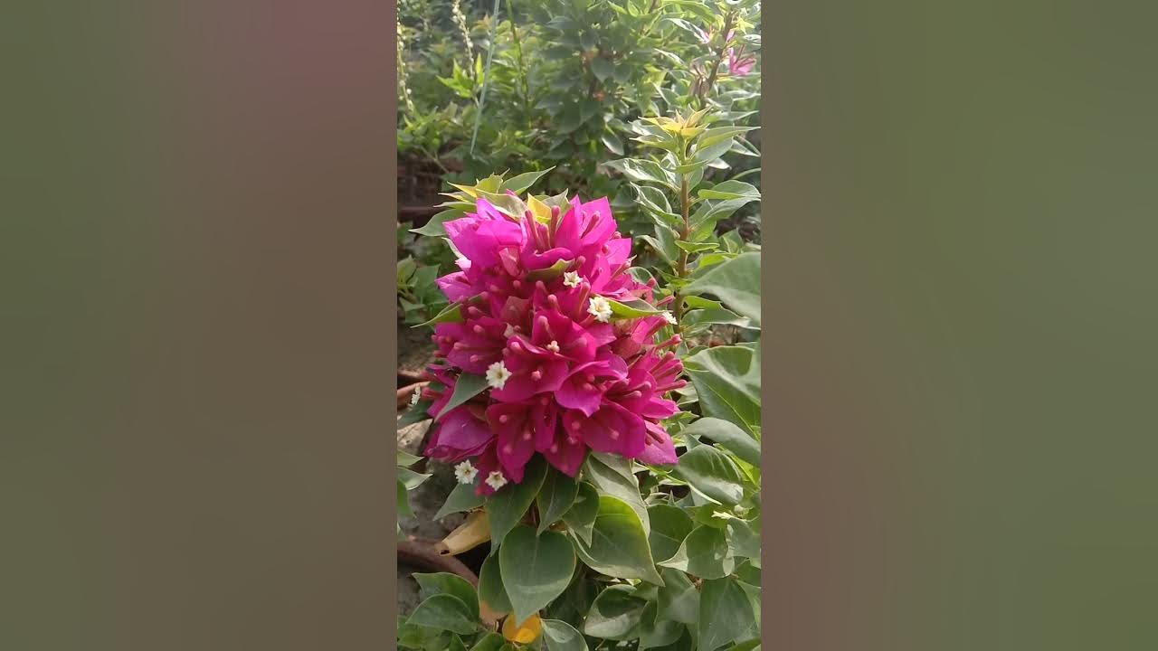 low price plants only 50 Rs eco plant nursery in Pakistan YouTube