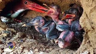 LUAR BIASA!!! BURUNG TENGKE UDANG BERANAK LIMA SEKALIGUS