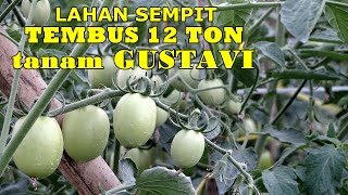 TIPS SUKSES PETANI MUDA BANYUWANGI TANAM GUSTAVI TOMATO  | MODAL DUA RIBU LIMA RATUS PER BATANG