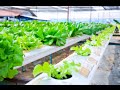 The Benefits of Hydroponic Gardening