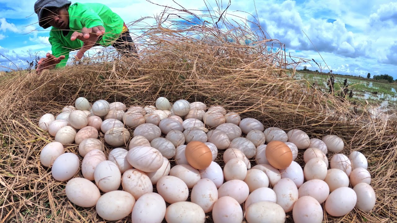 Oh wow wow! Farmers pick duck eggs on grass near village