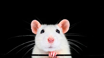 Do Rats Understand Death & Mourning? What You Need to Know!