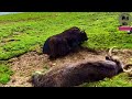 A yak knockout by big yak tibetan ayk animal channel amazing fighting