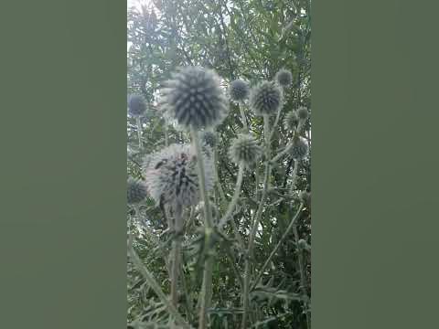 Восхитительный медонос - YouTube