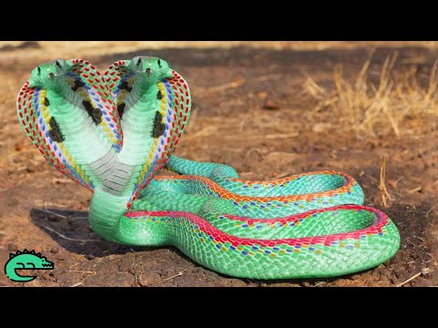 Vidéo: Les Plus Beaux Serpents