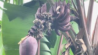 🏔️ Tropical Fruit walk in Ecuador!