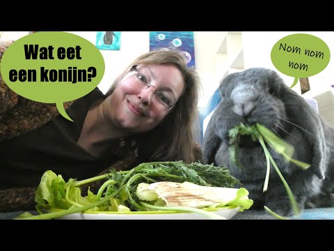 Video: Ben je dol op mopsjes?