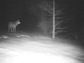 Coyote yodel caught on game camera