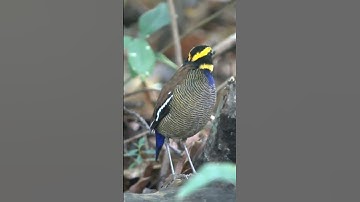 Burung cantik penghuni hutan jawa | Paok Pancawarna