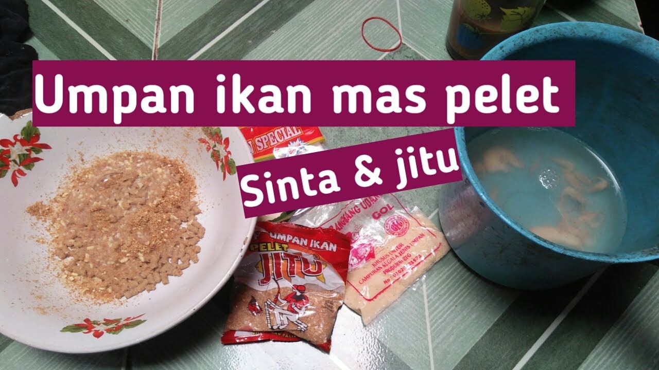 Umpan ikan mas pelet murah meriah