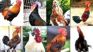 Suara Ayam Berkokok | ayam hutan | Ayam Ketawa | Ayam Pelung | Ayam Kapas | Polland | Ayam Kampung