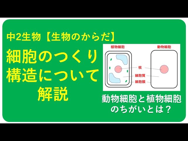 中2生物 細胞のつくり 中学理科 ポイントまとめと整理