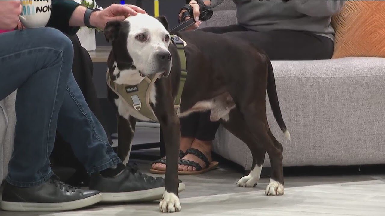 Meet Campbell with Taffy's Touch Senior Dog Rescue! 4/22/24 YouTube