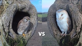 Kestrel vs Barn Owl - Dramatic Fight for Best Nest Box | Mr & Mrs Kes | Robert E Fuller