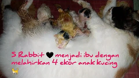 Video 1306321: bobtail kitty, japanese bobtail