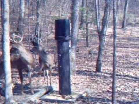 camera iphone 8 plus apk Big buck and little buck