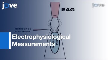 Electrophysiological Measurements From Moth Olfactory System l Protocol Preview